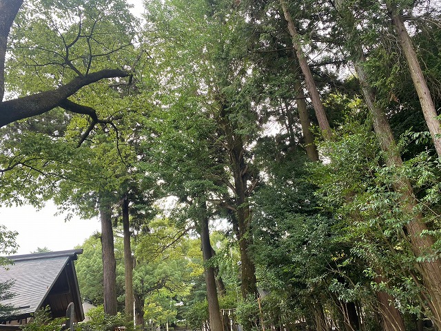 立木の多い神社