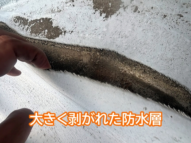 立ち上がり部分が大きく剥がれた防水層
